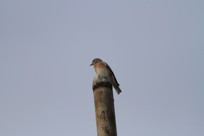 IMAGE: http://i260.photobucket.com/albums/ii1/Parker-VH/IMG_0745.jpg