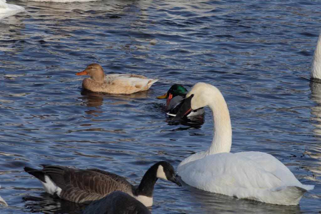 IMAGE: http://i260.photobucket.com/albums/ii1/Parker-VH/IMG_0863_zps8ccff526.jpg