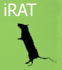 iRat-1.gif