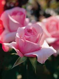 pink mini roses Pictures, Images and Photos