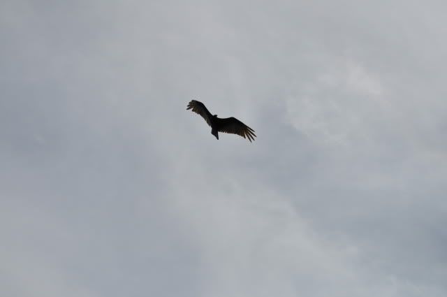 DSC_0048.jpg
