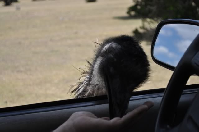 drivethruzoo260.jpg