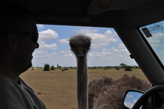 drivethruzoo296.jpg