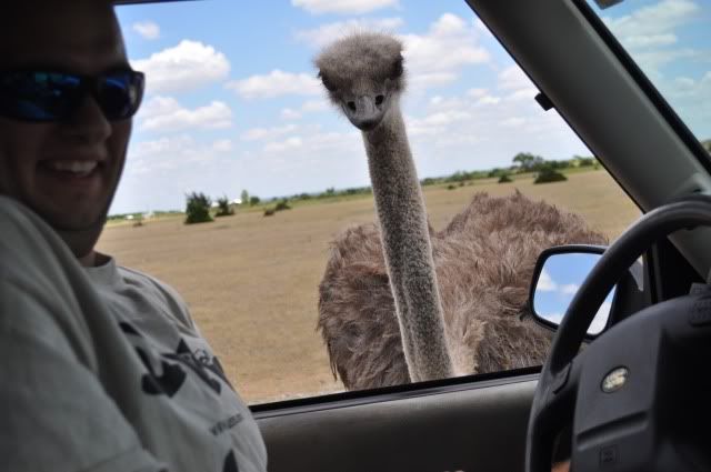 drivethruzoo297.jpg