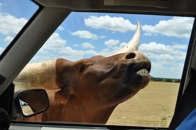 drivethruzoo337.jpg