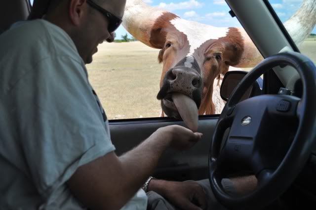 drivethruzoo365.jpg