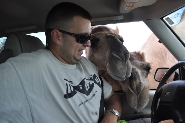 drivethruzoo486.jpg