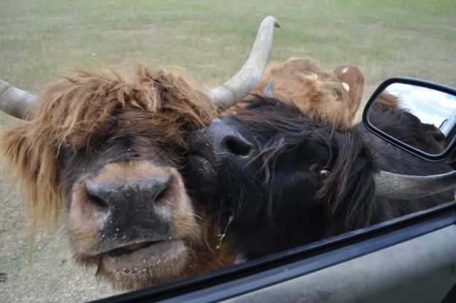 drivethruzoo554.jpg