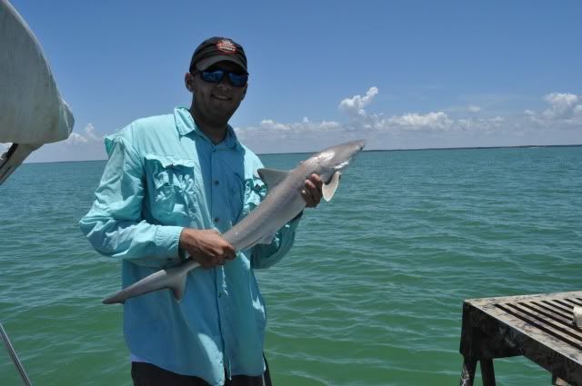 sharpnoseshark1.jpg