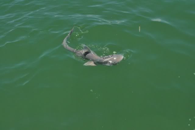 sharpnoseshark7.jpg