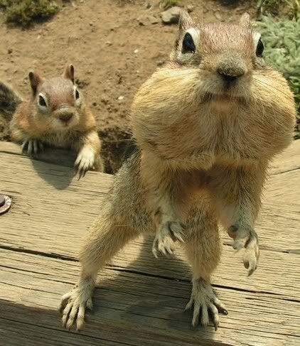 nuts.jpg BIG CHEEKS image by Huntedhalo