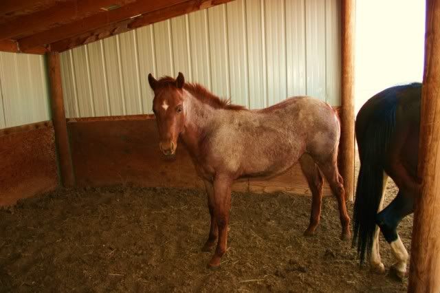 IMAGE(http://i260.photobucket.com/albums/ii17/lonesomedovepaints/Little%20Baby%20Pony/IMG_6068.jpg)