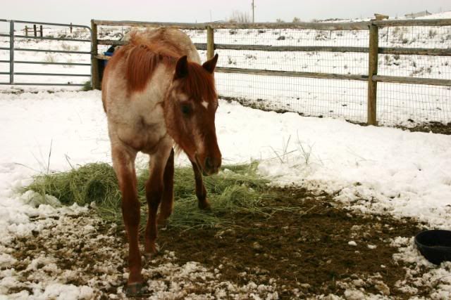 IMAGE(http://i260.photobucket.com/albums/ii17/lonesomedovepaints/Little%20Baby%20Pony/IMG_6448.jpg)