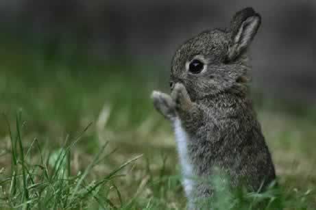 rabbit.jpg