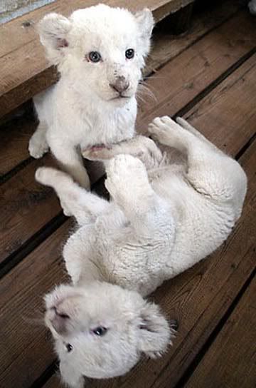 Pictures Of Albino Lions. Albino Lion Image