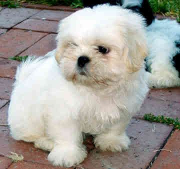 SHIH TZU Pictures, Images and Photos