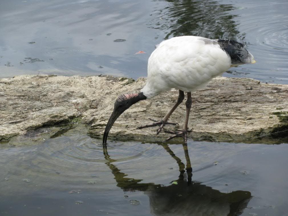 ibis
