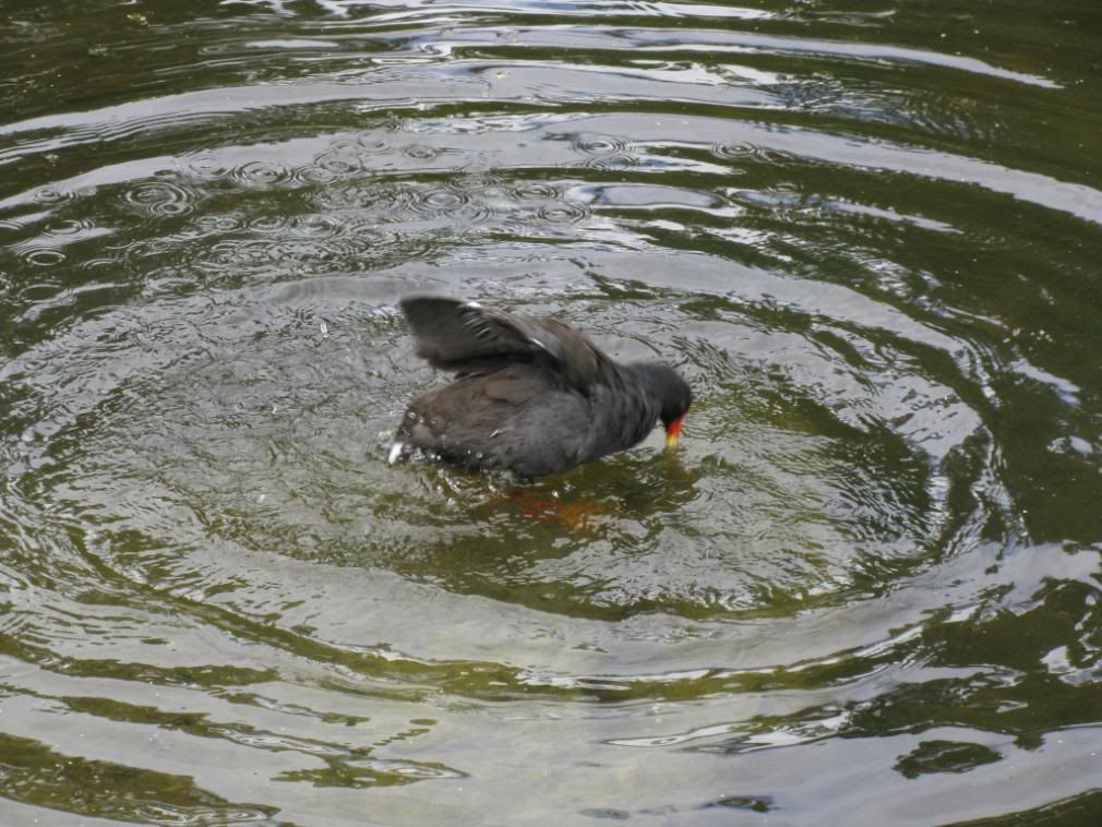 bird having a bath