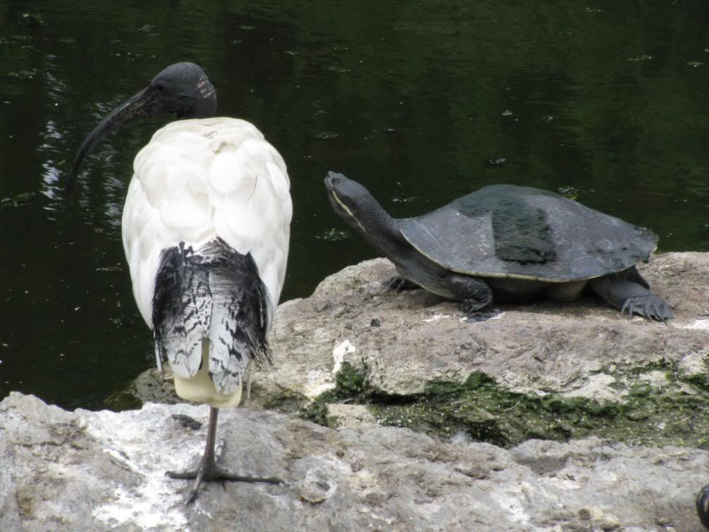 ibis and turtle