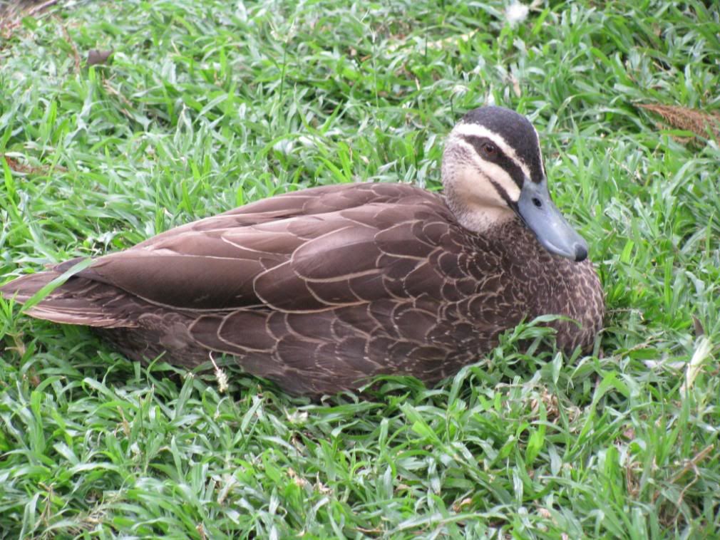 duckie