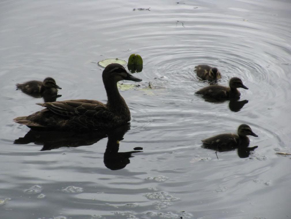 duckie and babies