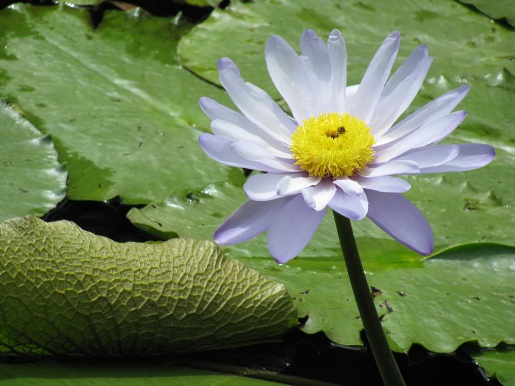 water lily