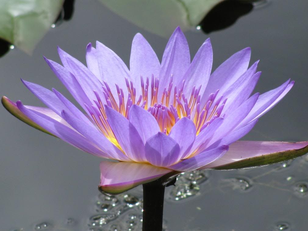 water lily
