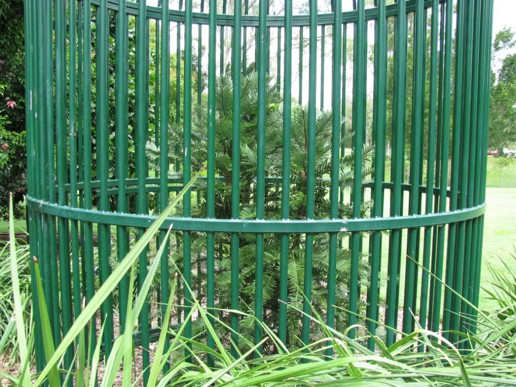 caged tree