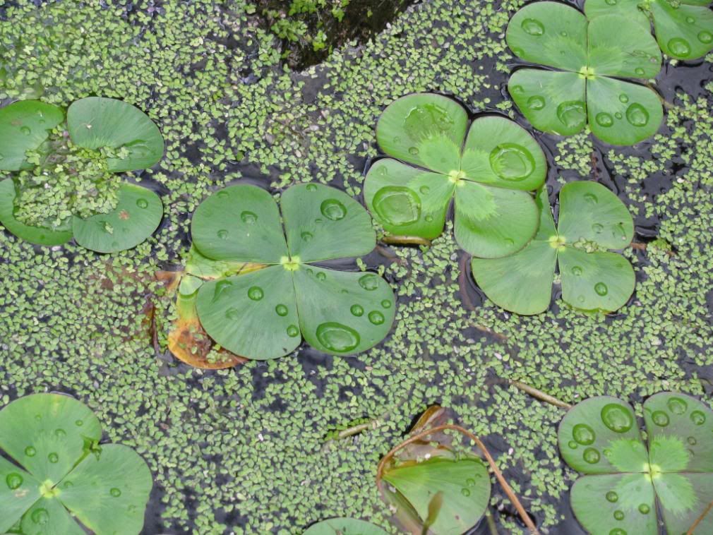 four leaf clovers