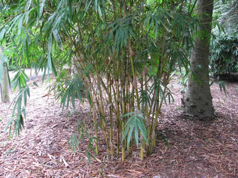 bamboo