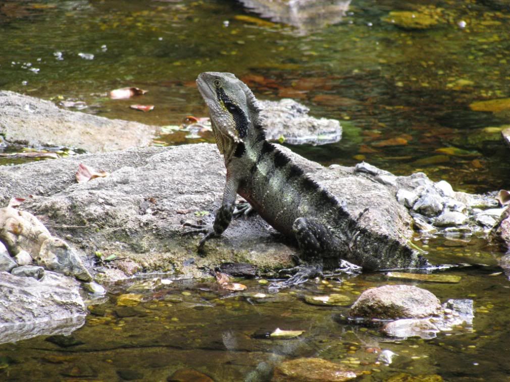 water dragon