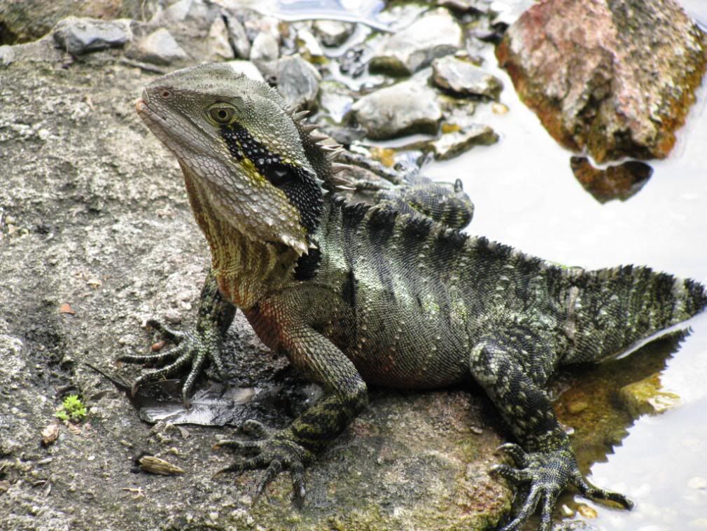 water dragon