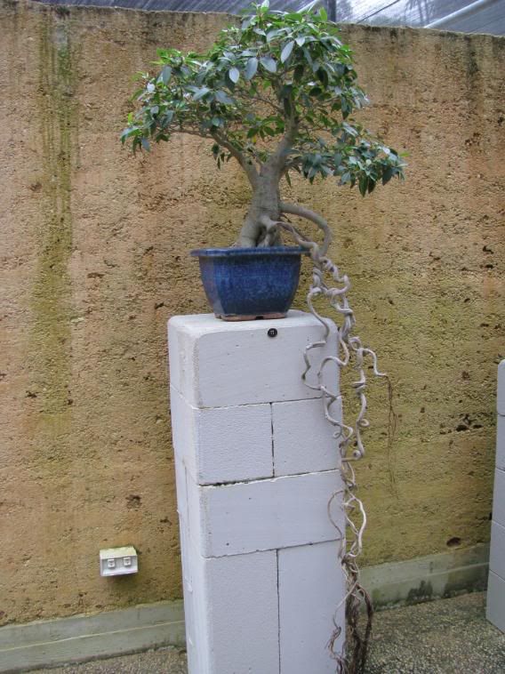 bonsai house