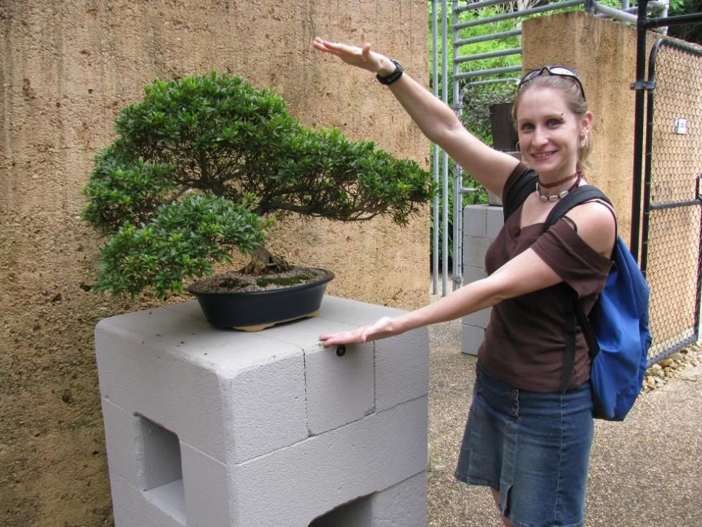 bonsai