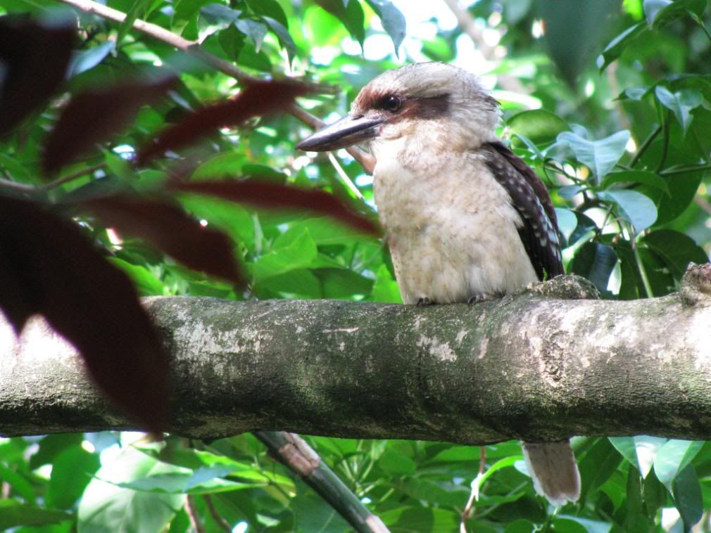 kookaburra