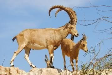 horns or not...ours are horned...you? - Goats