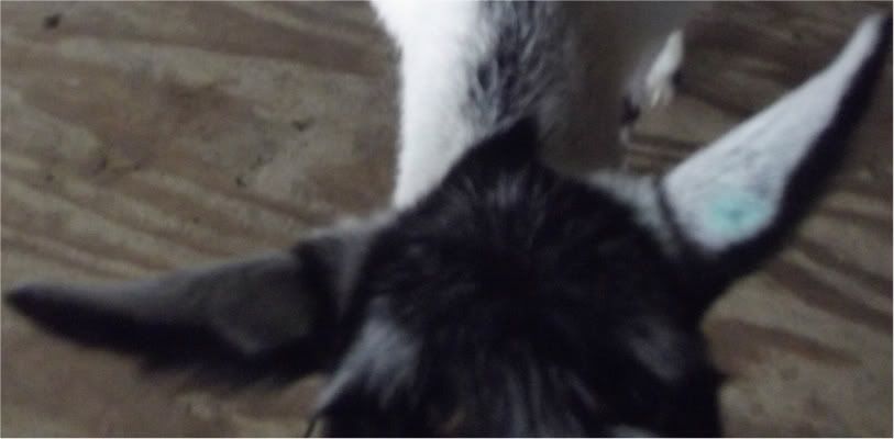 Terrible goat pictures - Goats