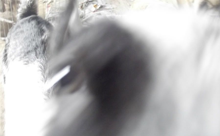 Terrible goat pictures - Goats