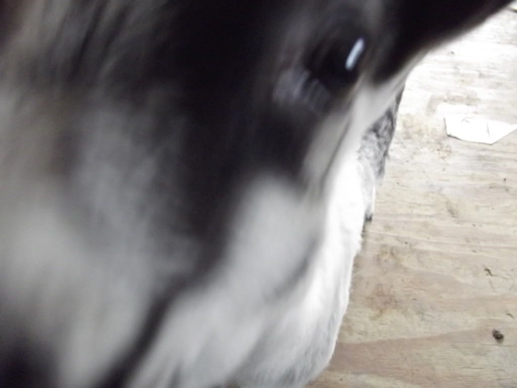 Terrible goat pictures - Goats