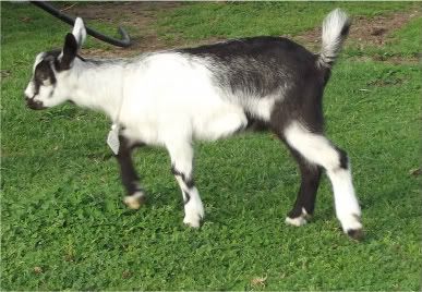 Kid Pic Thread! - Goats