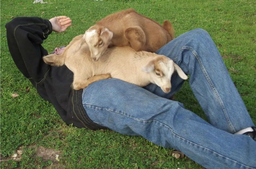 Kid Pic Thread! - Goats