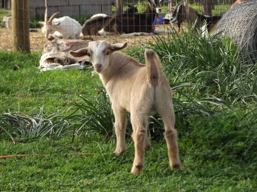 Kid Pic Thread! - Goats