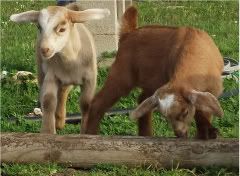 Kid Pic Thread! - Goats