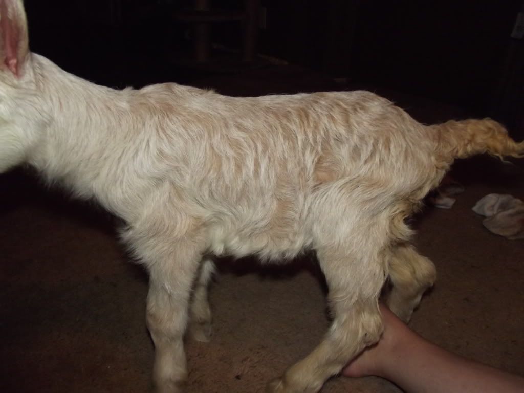 Terrible goat pictures - Goats