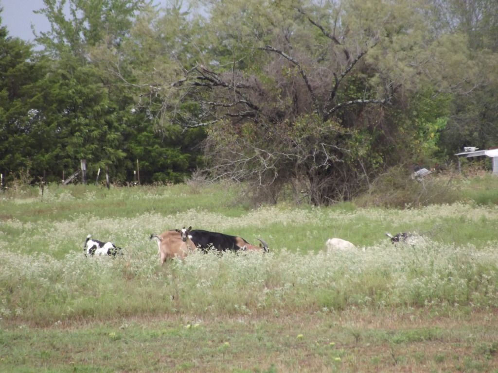 No one would believe me ...so PICS! - Goats