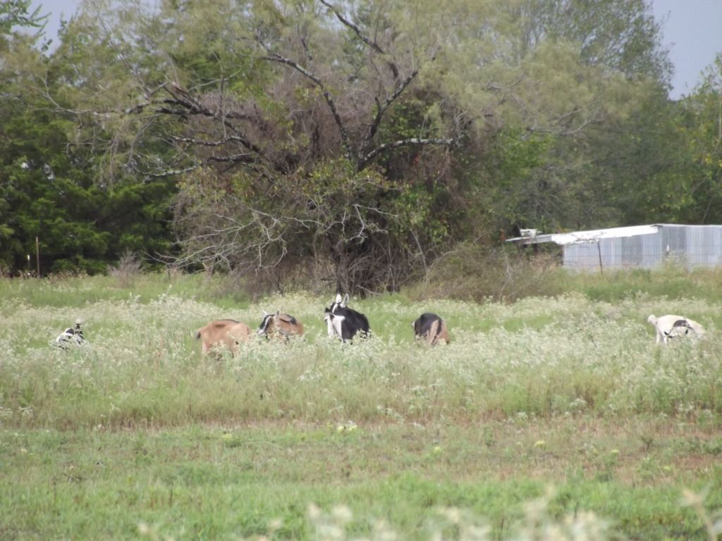 No one would believe me ...so PICS! - Goats