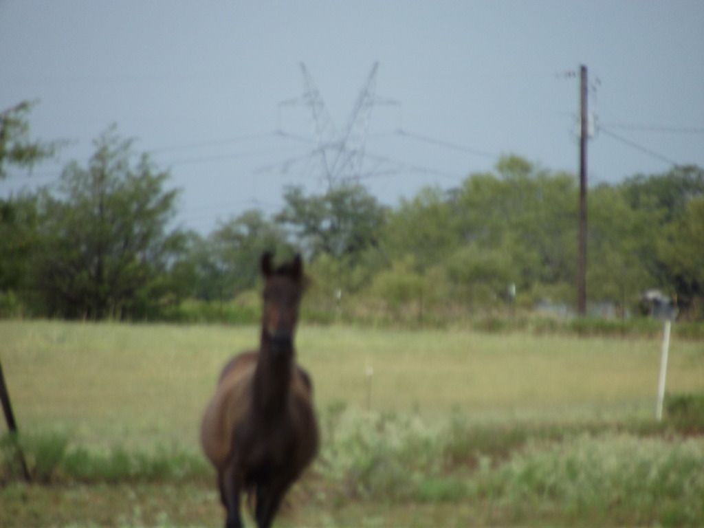 No one would believe me ...so PICS! - Goats