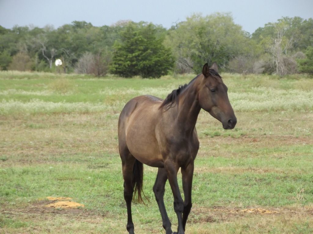 No one would believe me ...so PICS! - Goats