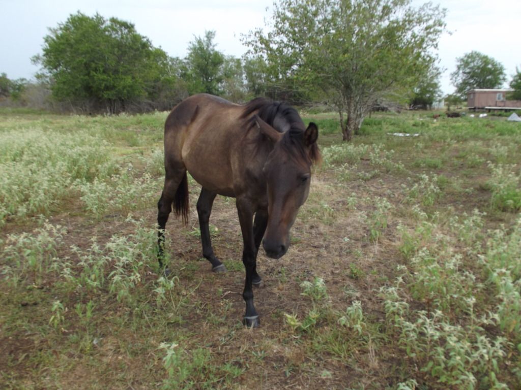 No one would believe me ...so PICS! - Goats