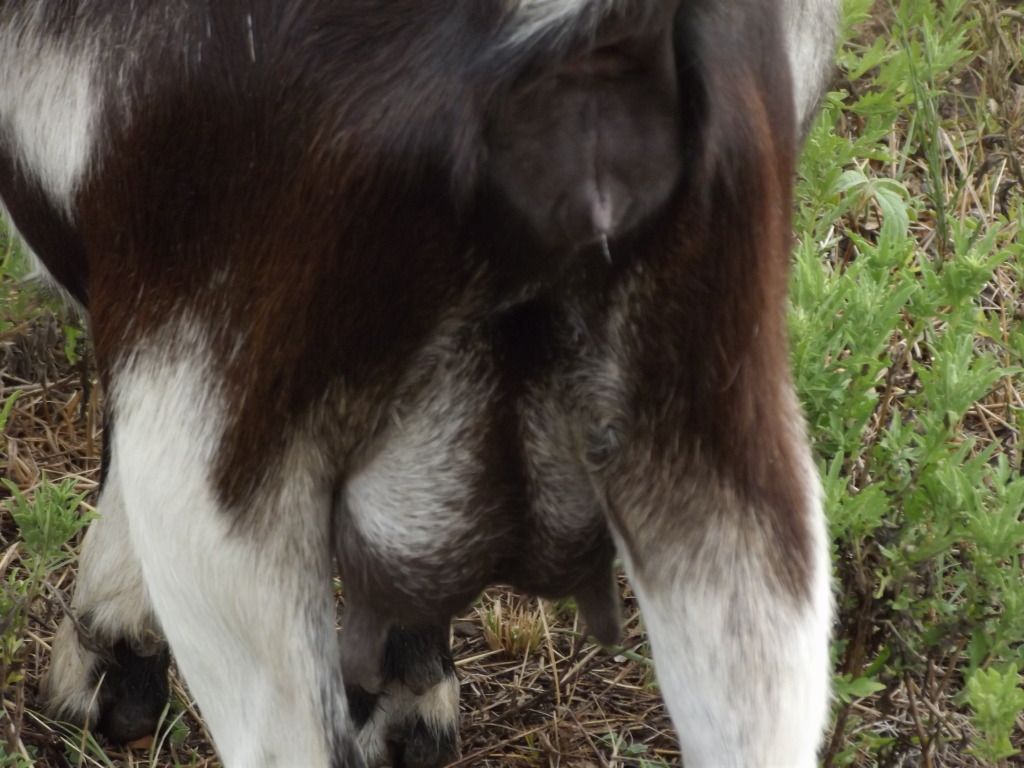 So...things just keep getting weirder. - Goats